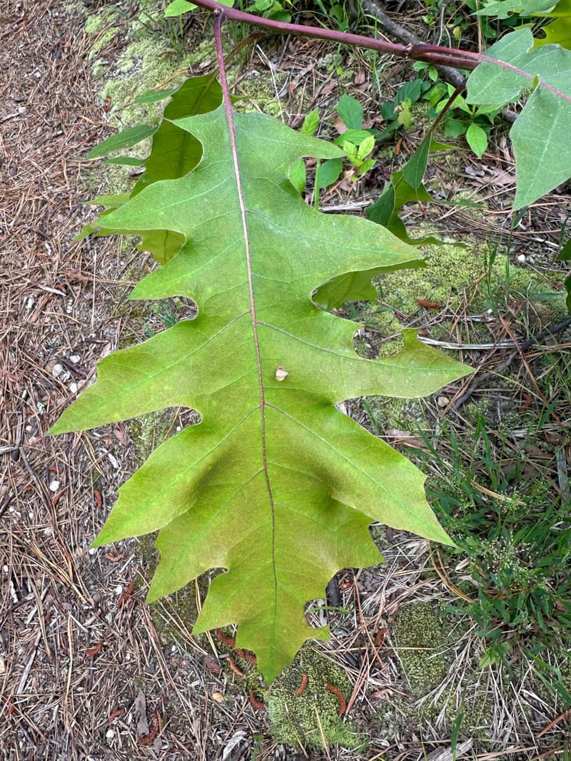 A single scarlet oak leaf on a red stalk against pine needles and moss, its narrow lobes parted by deep, rounded sinuses