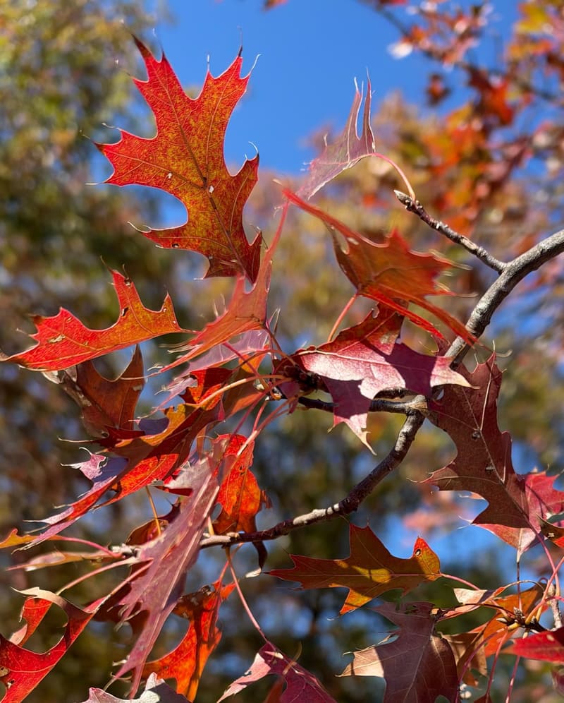 Pin oak leaves in scarlet and red against a blue sky, each deeply cut lobe ending in a fine bristle