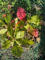Young swamp white oak seen from above inside a green wire cage, its broad, coarsely toothed leaves turning red