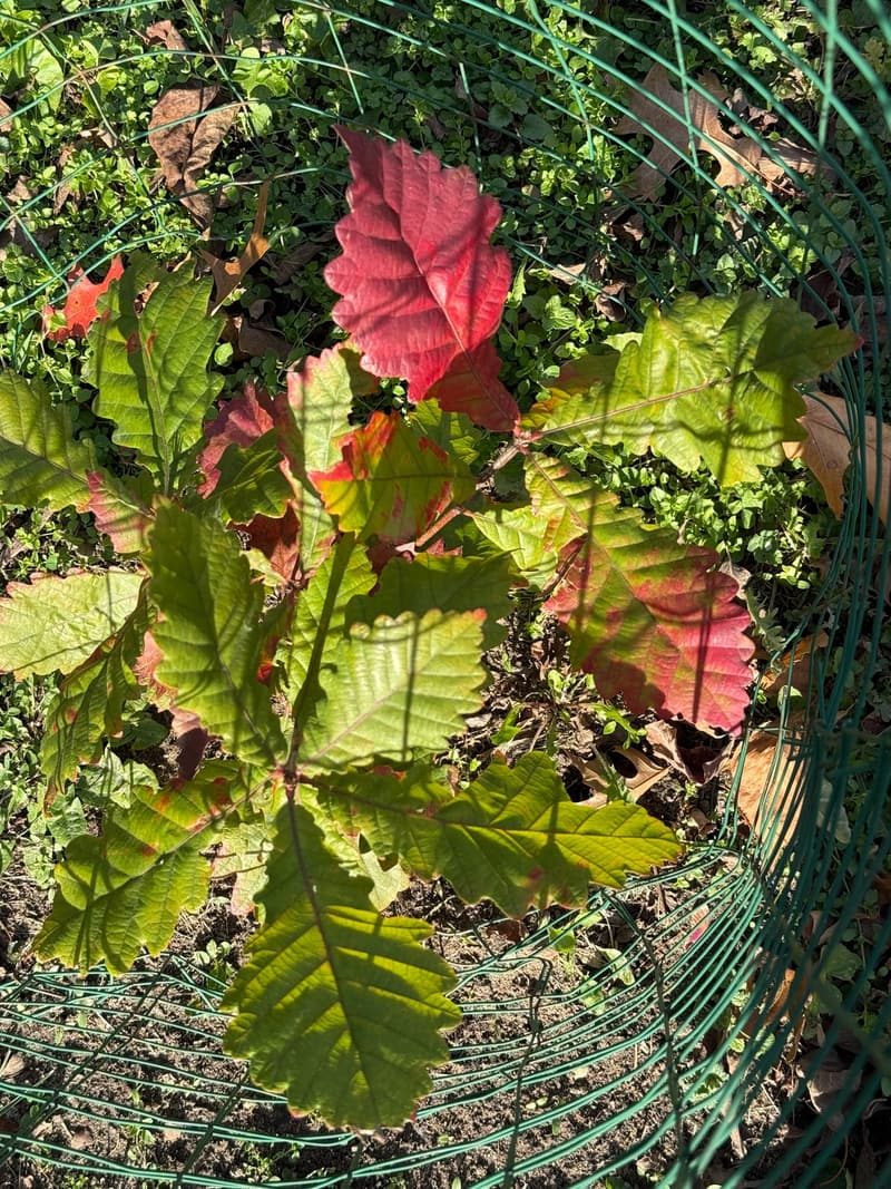 Young swamp white oak seen from above inside a green wire cage, its broad, coarsely toothed leaves turning red