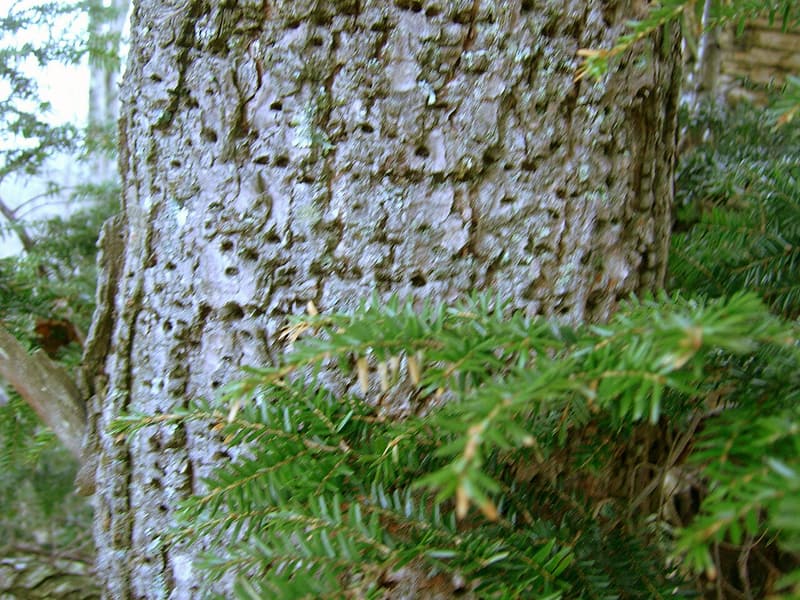 Neat horizontal rows of small holes drilled into the bark of an eastern hemlock trunk