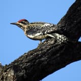 Yellow-bellied sapsucker with a red crown and barred black-and-white back perched on a dark branch