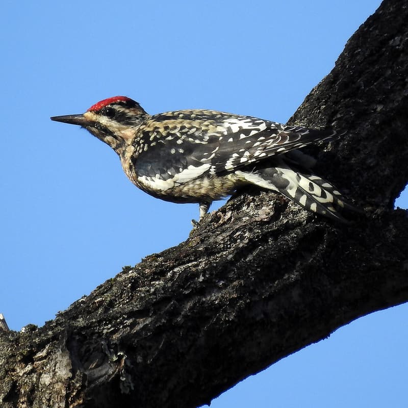 Yellow-bellied sapsucker with a red crown and barred black-and-white back perched on a dark branch