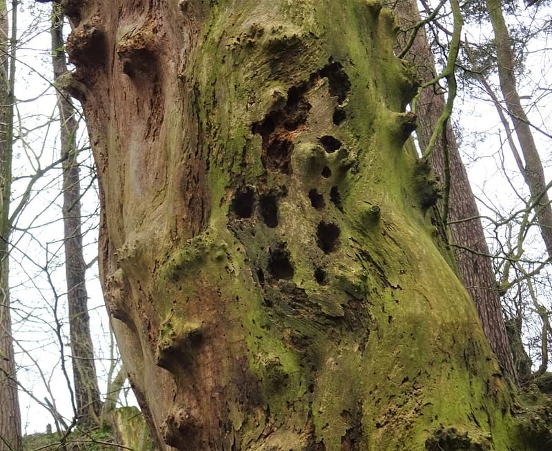 Ragged, uneven feeding holes torn into the rotting trunk of a tree