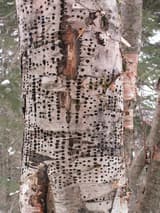 Pale paper birch trunk banded with dozens of neat horizontal rows of small dark sapsucker holes