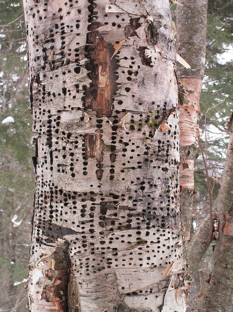 Pale paper birch trunk banded with dozens of neat horizontal rows of small dark sapsucker holes