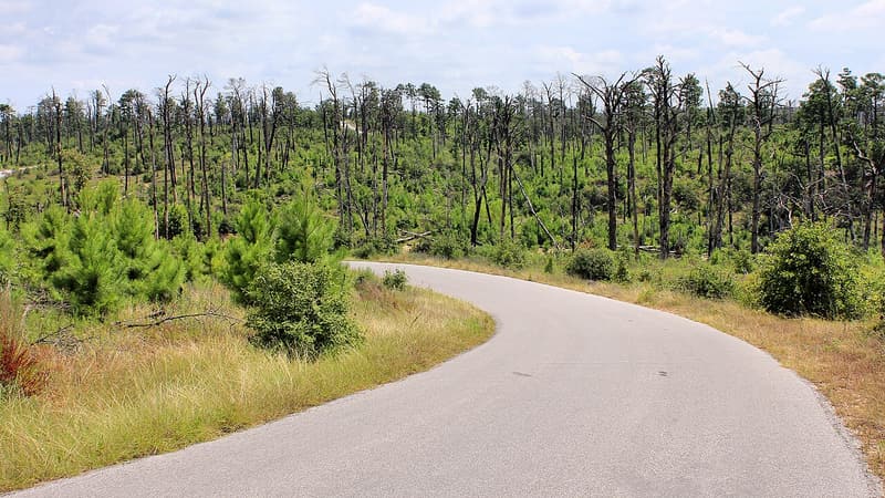 Young green loblolly pines among the bare gray trunks of pines killed by fire, beside a curving park road