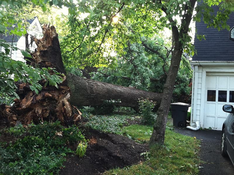 A large tree lying across a front yard beside a garage, its root plate torn up out of the lawn with soil and roots