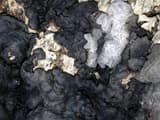 A black, lumpy crust like charred wood spreading over dead wood, with pale gray patches of newer growth
