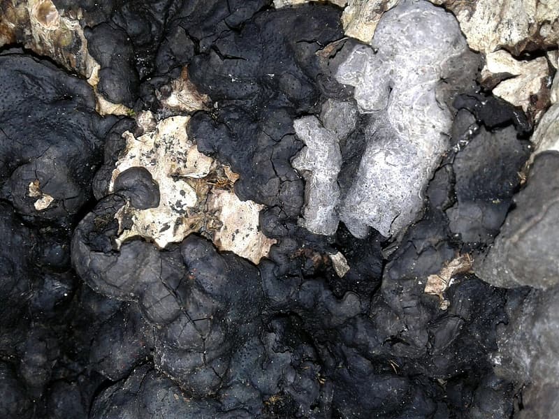 A black, lumpy crust like charred wood spreading over dead wood, with pale gray patches of newer growth