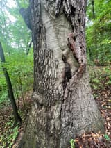A long seam down a big trunk, its edges rolled with smooth gray new wood around a dark, wet open slit