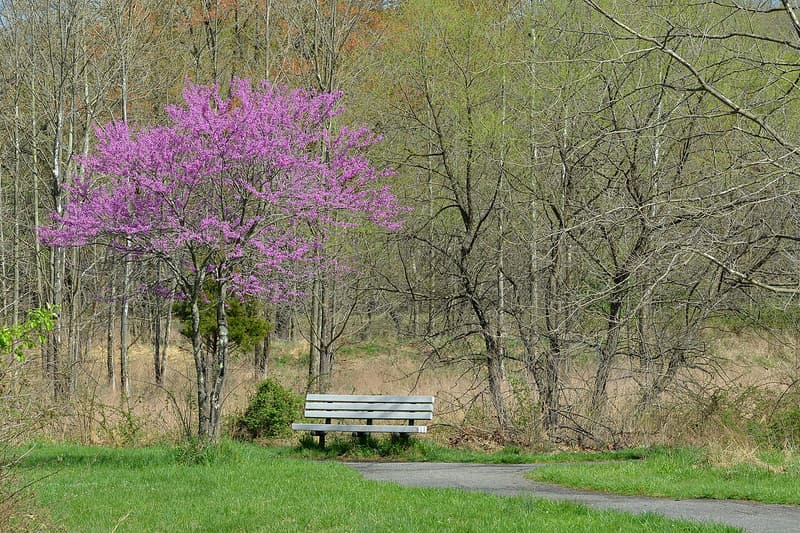 Eastern redbud in full magenta bloom above a park bench and a paved path at the edge of spring woods