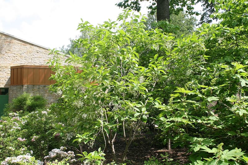 Multistemmed white fringetree hung with white flowers in a mulched bed, flowering shrubs in front of it