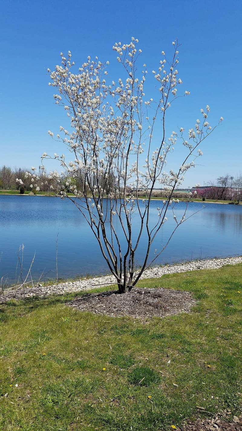 A multistemmed serviceberry in white bloom on a mulched circle of lawn beside a pond