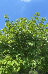 A young eastern redbud with a rounded, many-branched crown of heart-shaped leaves against a blue sky