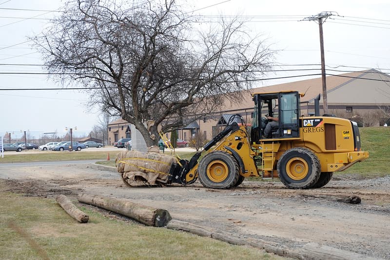 Large leafless tree held on a loader’s forks by a burlapped root ball far narrower than its crown