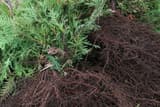 Bare-root northern white cedar seedlings, green scaly foliage beside a dense mat of dark fibrous roots
