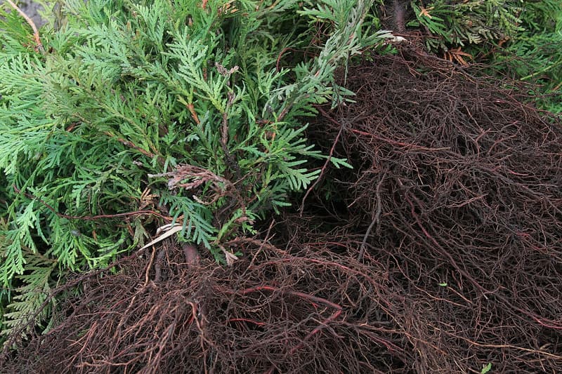 Bare-root northern white cedar seedlings, green scaly foliage beside a dense mat of dark fibrous roots