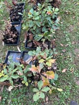 Trays of young oak seedlings in tall black pots on grass, some leaves turning yellow and bronze, others dry and brown