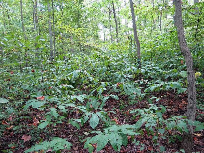 Dozens of young pawpaw stems with long drooping leaves crowding the forest floor beneath taller trunks