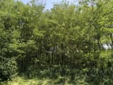 A dense stand of slender black locust saplings rising behind a strip of mowed grass under a blue summer sky