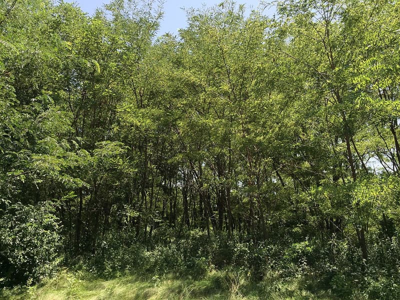 A dense stand of slender black locust saplings rising behind a strip of mowed grass under a blue summer sky