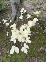 Pale white beech sprouts with toothed, straight-veined leaves rising from the roots at the foot of a smooth gray beech