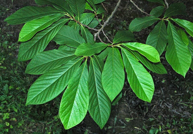 Pawpaw branch seen from above, its long, broad leaves spread nearly flat over a dark, shaded forest floor