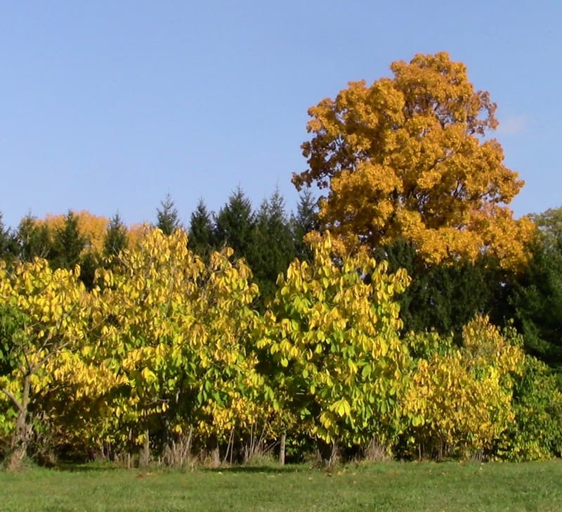 Pawpaw trees in yellow fall leaf standing in the open on a mown lawn, leafy to the ground, woods behind