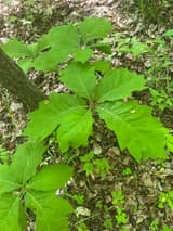 Northern red oak seedling in the shade of the woods, its large, shallowly lobed leaves spread flat over leaf litter