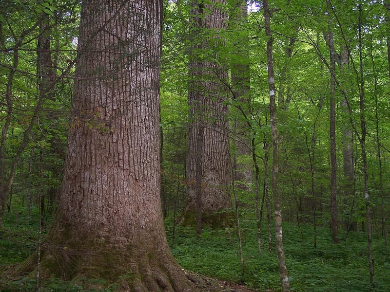 How to measure tree height: the sine method, not tangent