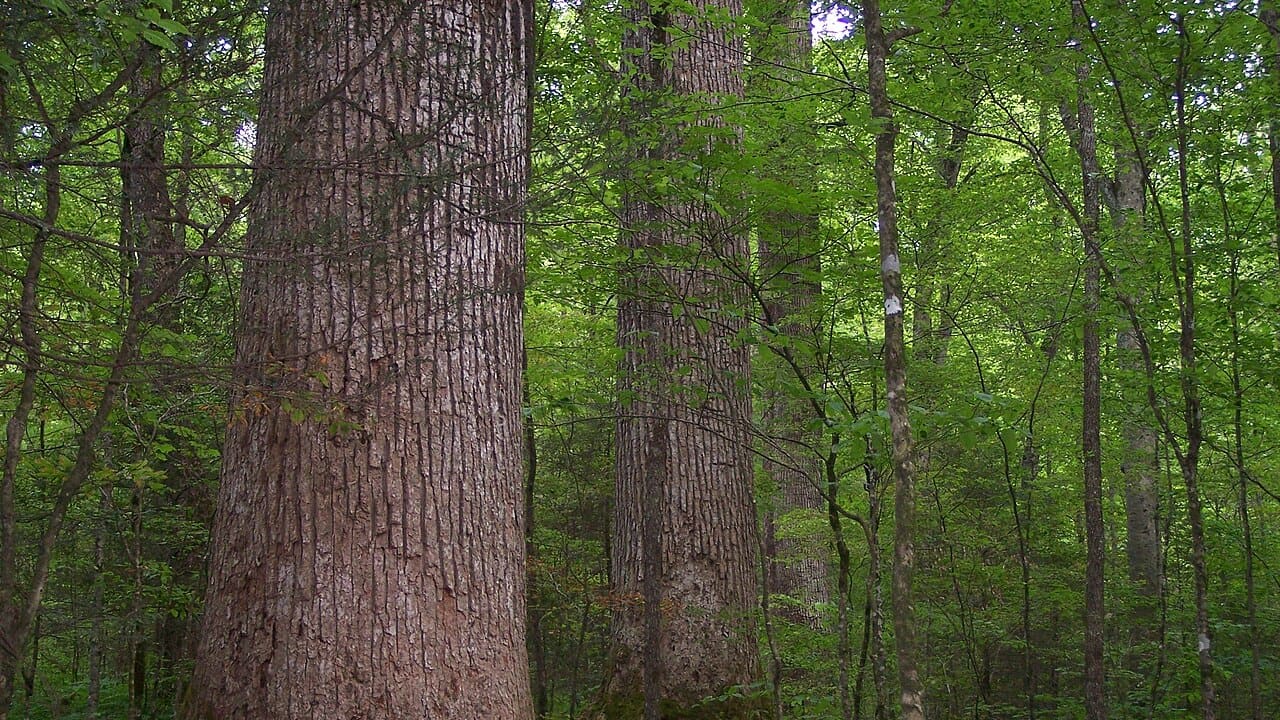 How to measure tree height: the sine method, not tangent