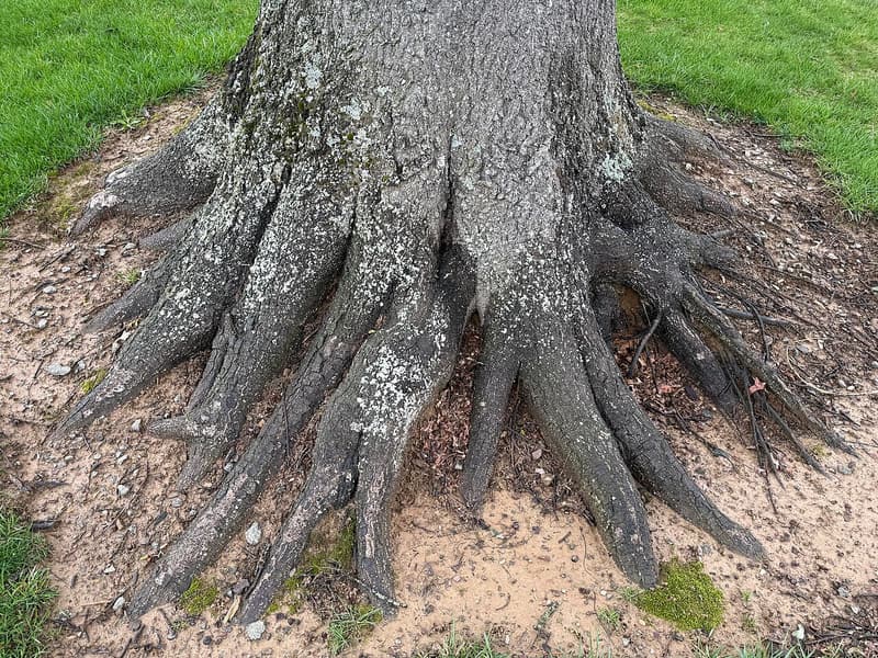 Base of a pin oak trunk widening into heavy roots that run out above the soil