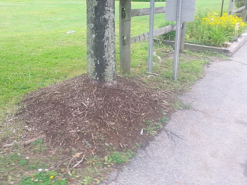 Mulch piled in a tall cone against the trunk of a young tree, a mulch volcano