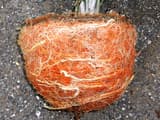 Root ball fresh out of its pot, wrapped in thick roots that circle around its sides
