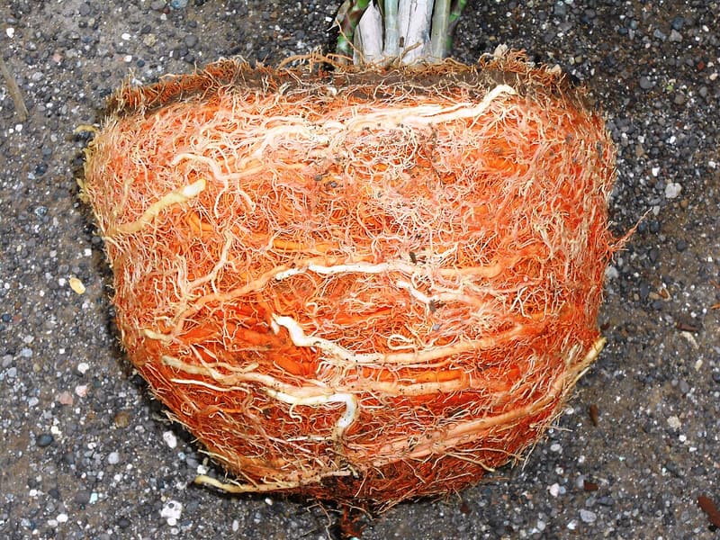 Root ball fresh out of its pot, wrapped in thick roots that circle around its sides