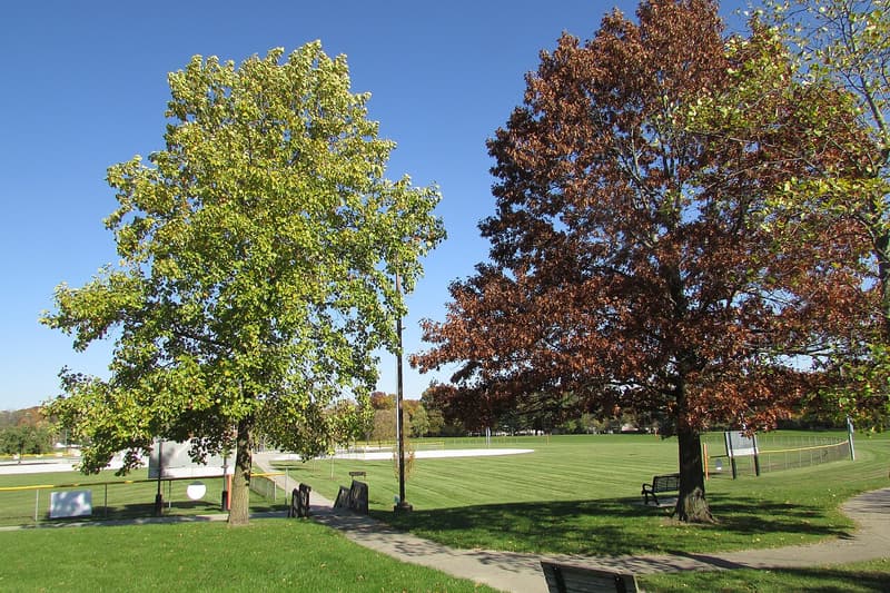 A pin oak and a tulip tree on single straight trunks, their crowns raised above a park lawn and walk