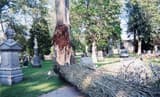 A tree stem as thick as its trunk lies across a cemetery road below a long torn wound in the trunk