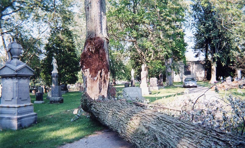 A tree stem as thick as its trunk lies across a cemetery road below a long torn wound in the trunk
