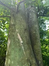 Two smooth gray beech stems of nearly equal size rising in a tight V, a seam of bark between them, pale lichen on the bark