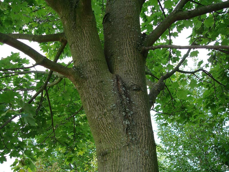 Two maple stems of nearly equal size in a tight V, a dark seam of trapped bark running down the trunk