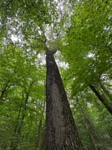 Looking up a very tall, straight forest trunk with dark, rough bark, branchless up to a high canopy of bright green leaves