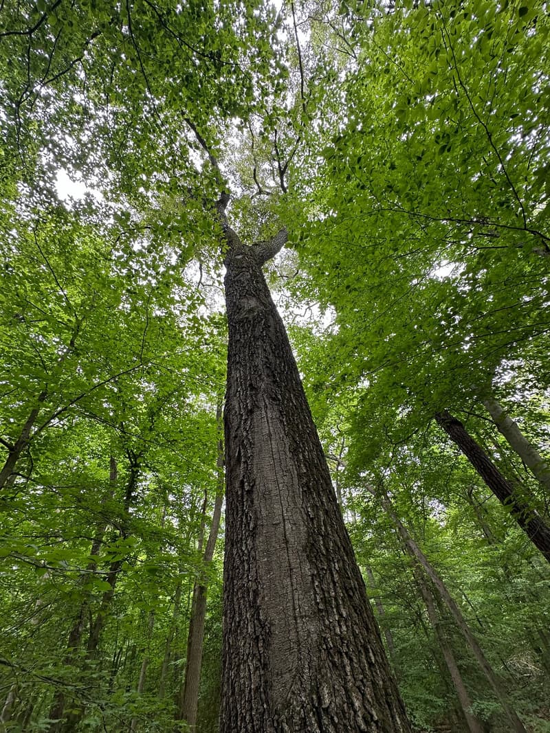 Looking up a very tall, straight forest trunk into a high canopy