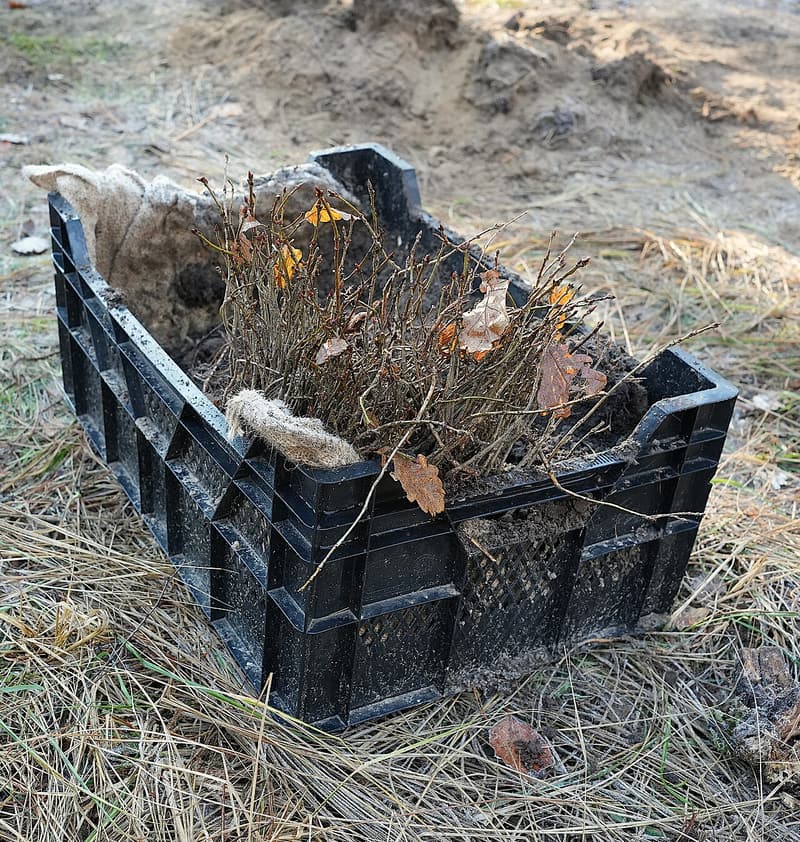 Crate of small dormant, leafless oak seedlings with bare roots, ready for planting in early winter