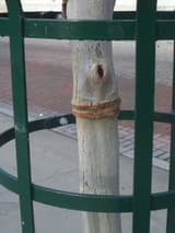 Trunk of a young street tree inside a green metal guard, swollen in a ring where a tie cut into the bark