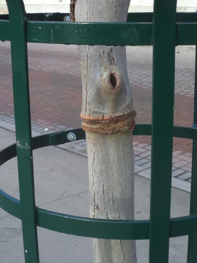 Trunk of a young street tree inside a green metal guard, swollen in a ring where a tie cut into the bark