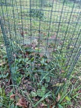 A young northern red oak with red-blotched leaves standing inside a cylinder of green welded wire on a lawn, weeds around it