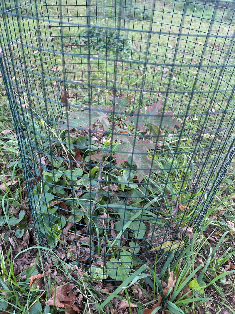 A young northern red oak with red-blotched leaves standing inside a cylinder of green welded wire on a lawn, weeds around it