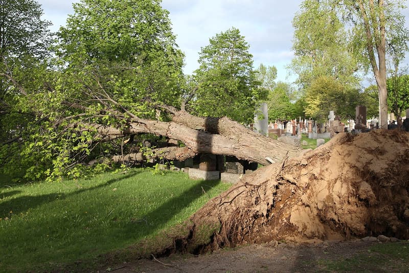 An uprooted tree lying across a cemetery lawn, its roots lifted as a wide, thin wall of soil