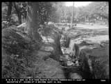 A large elm beside a deep trench for a water main, its roots running across the top of the cut